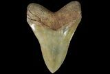 Serrated, Fossil Megalodon Tooth - Beautiful Tooth #89796-1